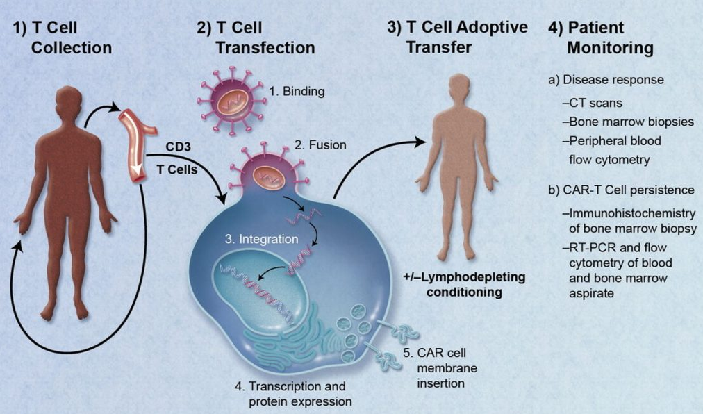 What is CAR-T Cell Therapy